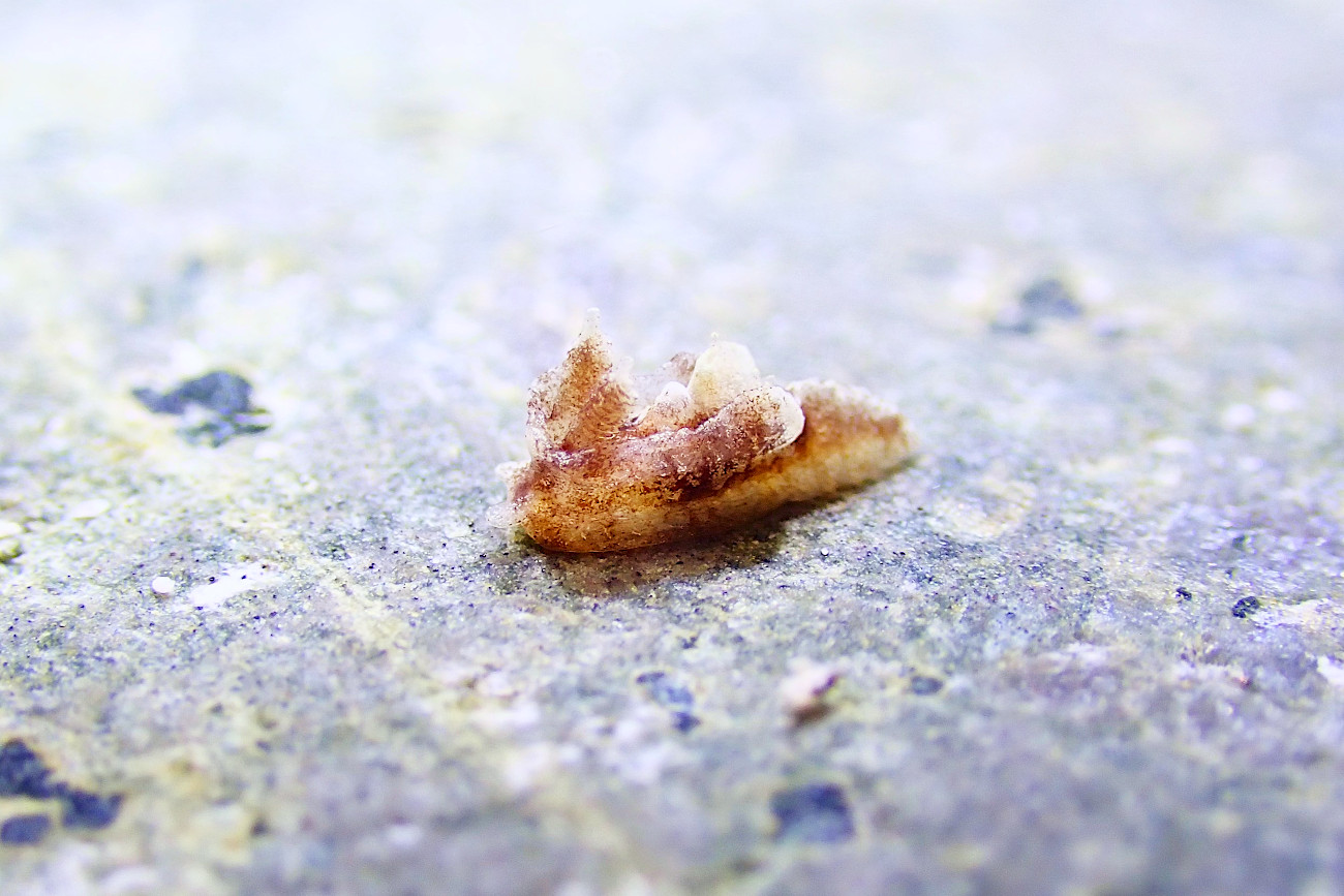 クロネコウミウシ