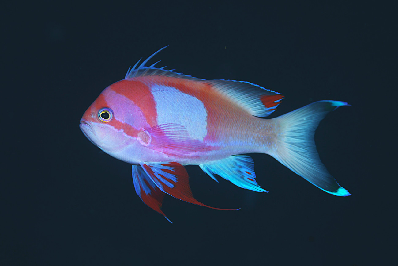 スミレナガハナダイ