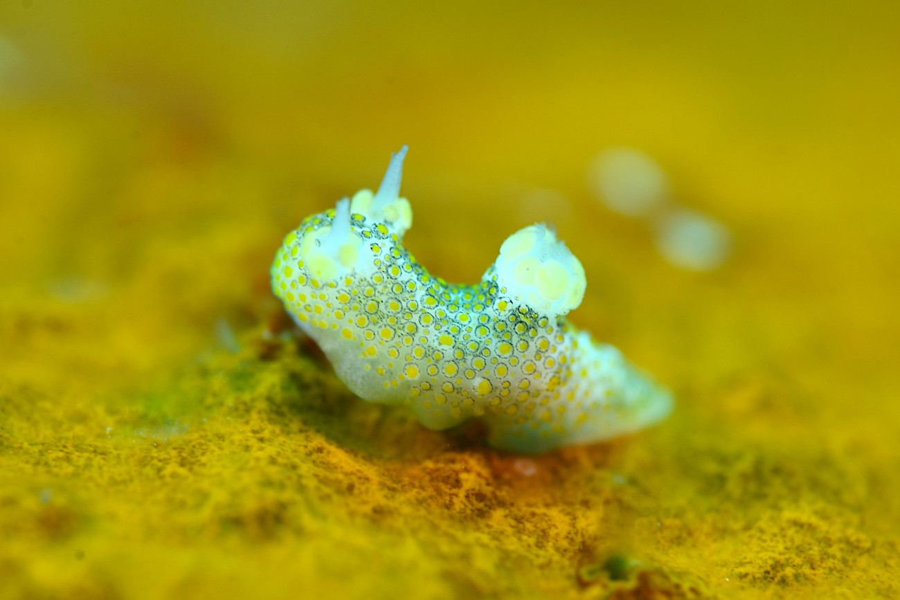 ハナサキセンヒメウミウシ