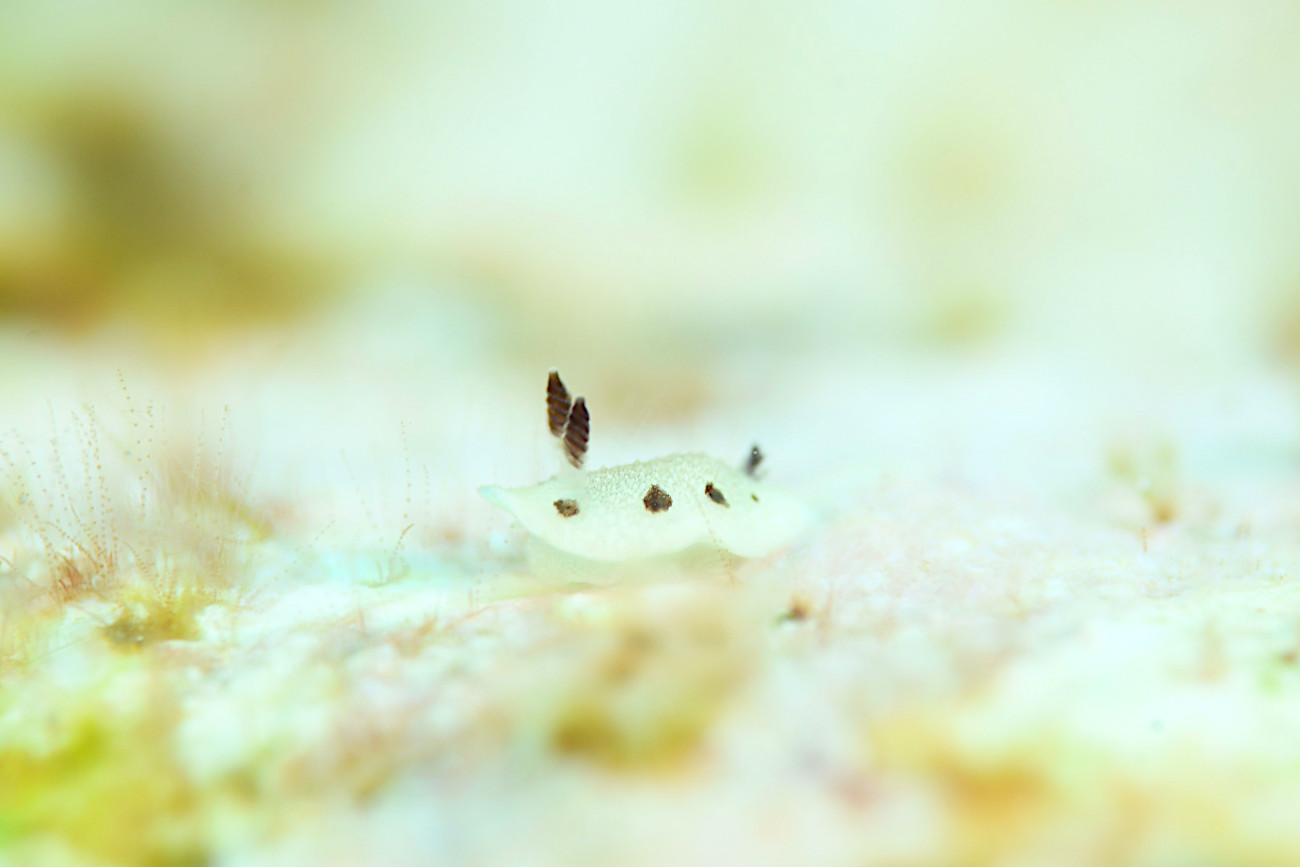 ツギアテウミウシ