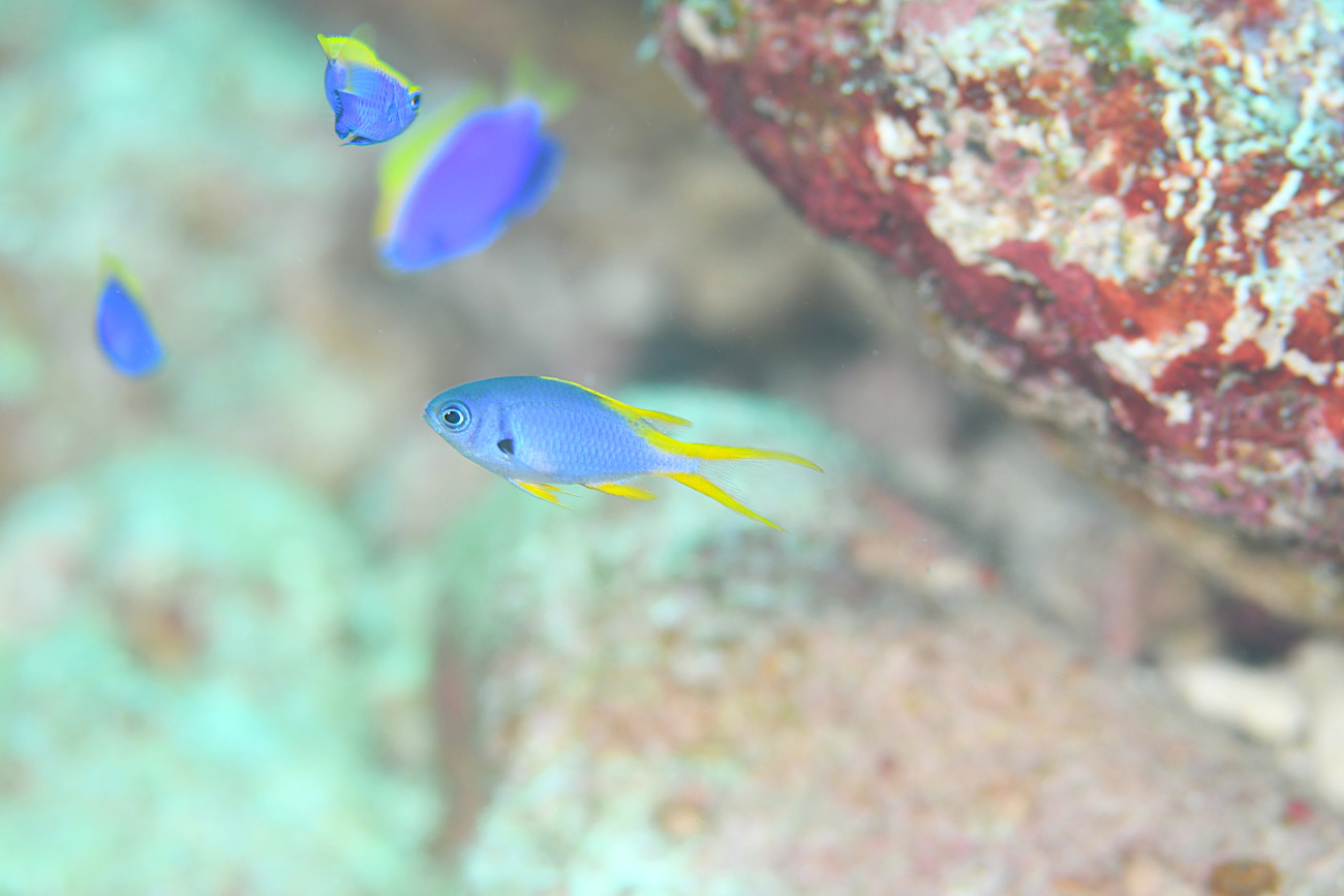 カンザシスズメダイの幼魚