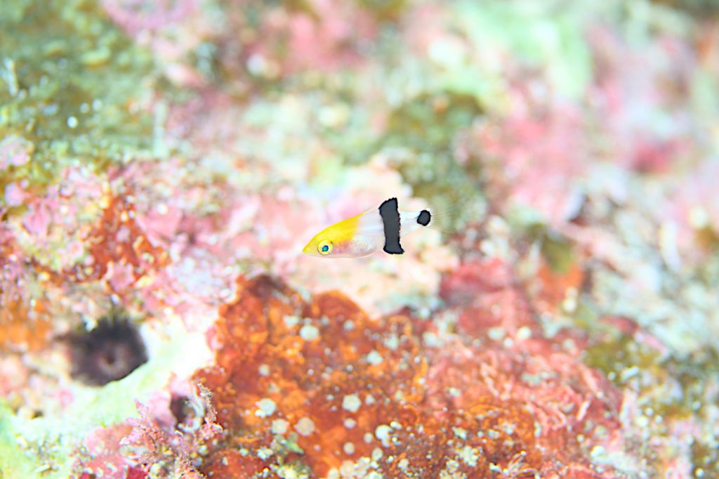 ヒレグロベラ幼魚