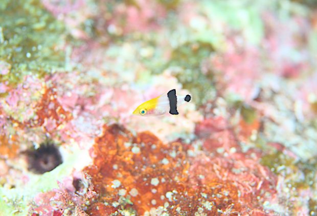 ヒレグロベラ幼魚