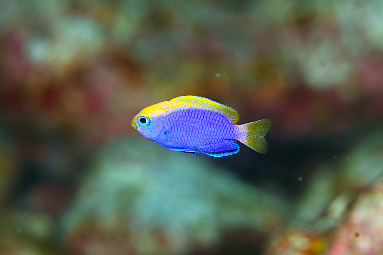 セナキルリスズメダイ