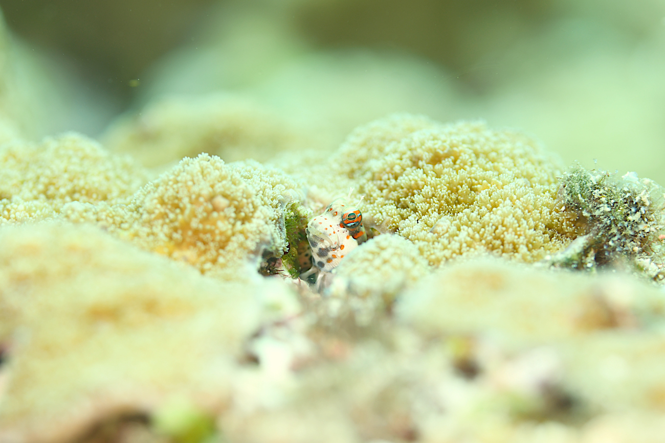 モンツキカエルウオ