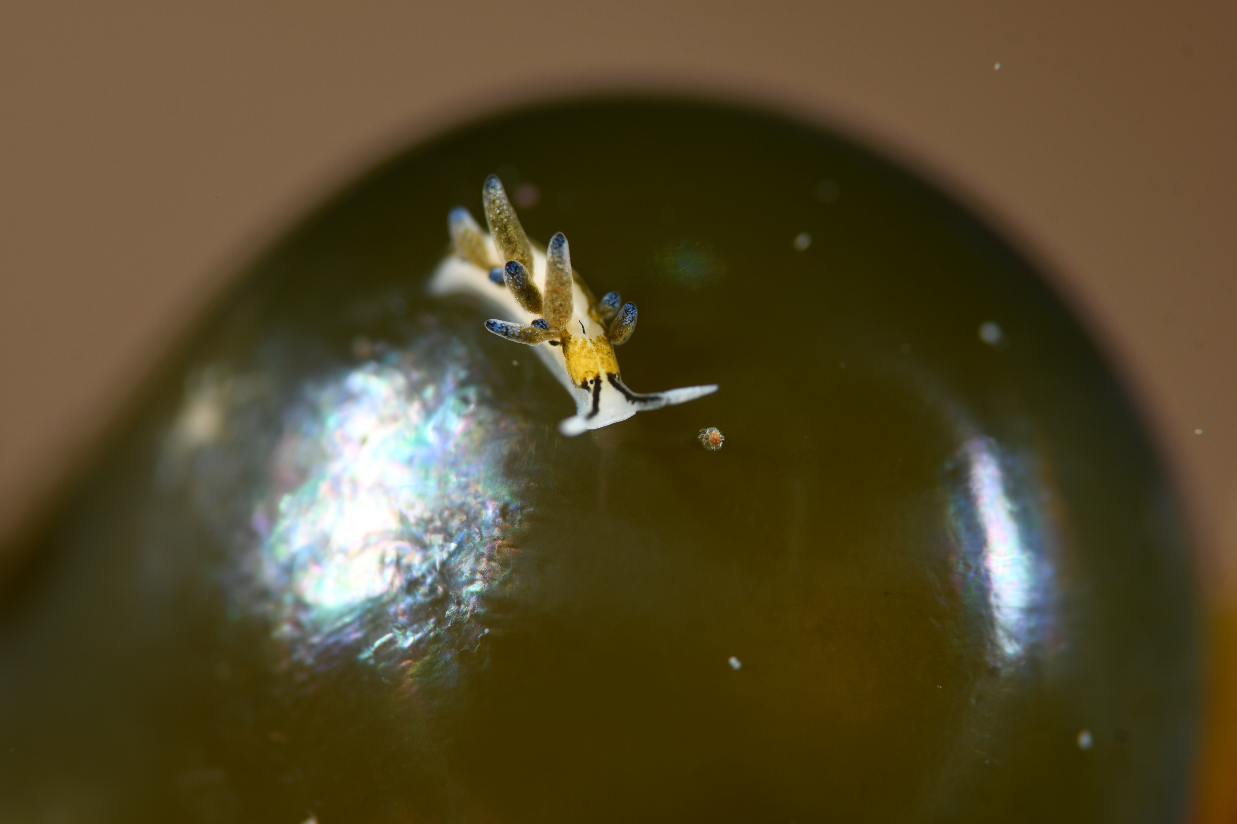 エルコラニア・エンドフィトファガ