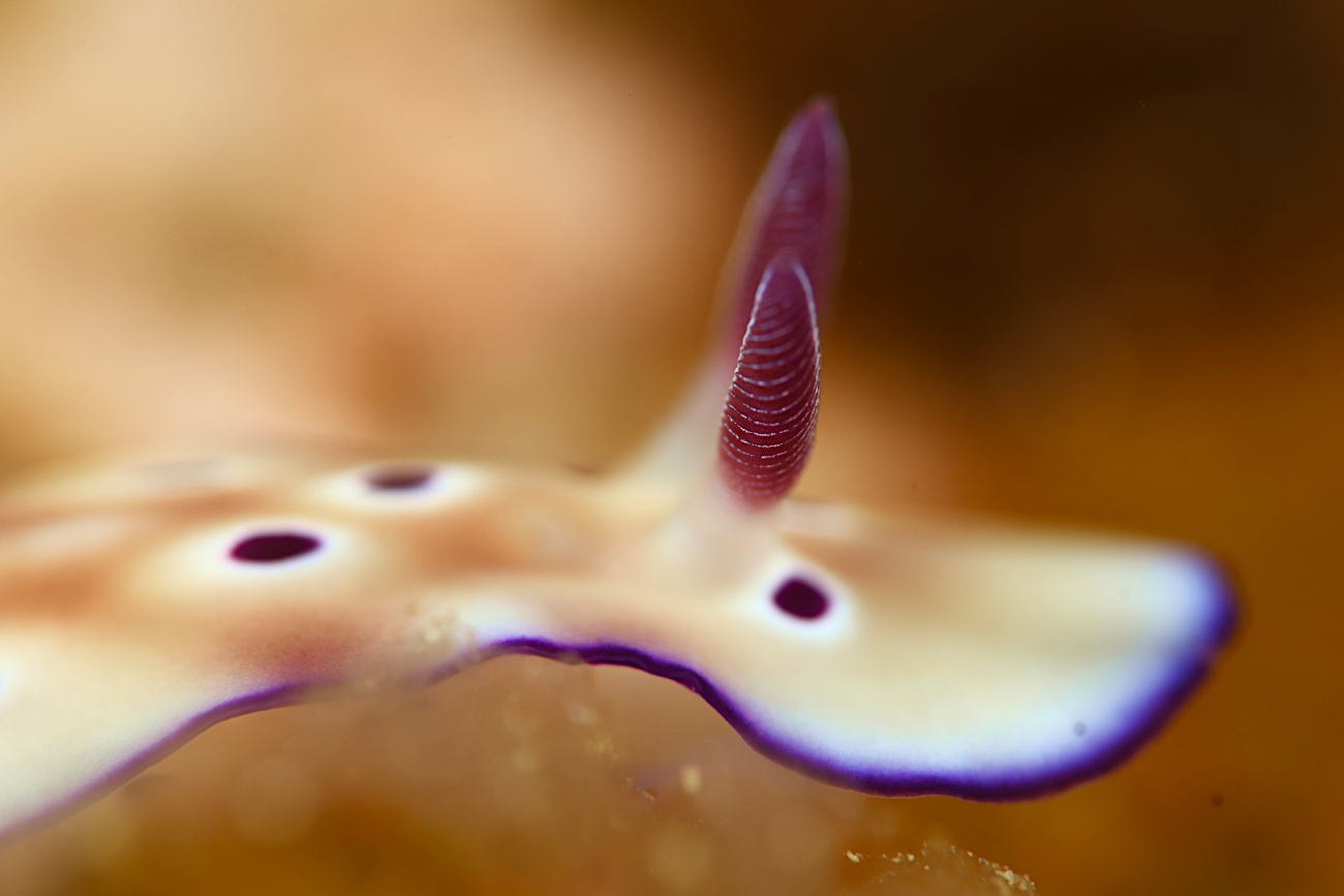 マダライロウミウシ