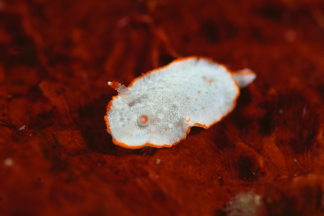 ミツイラメリウミウシ