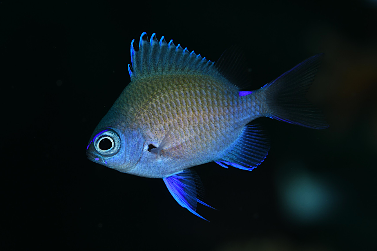 アマミスズメダイの幼魚