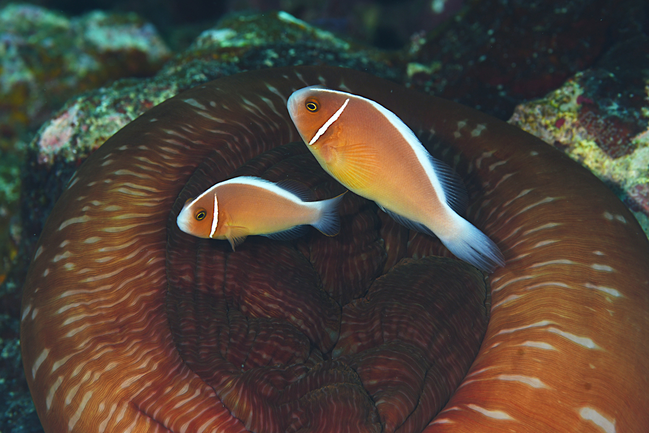 ハナビラクマノミ