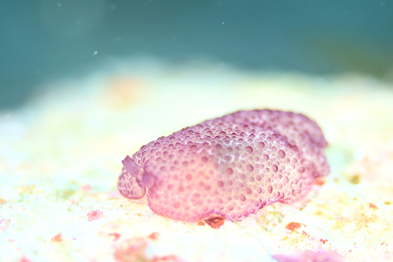 カメノコフシエラガイ