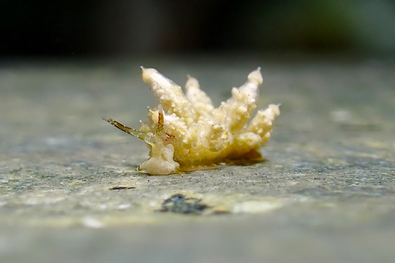 不明のウミウシ