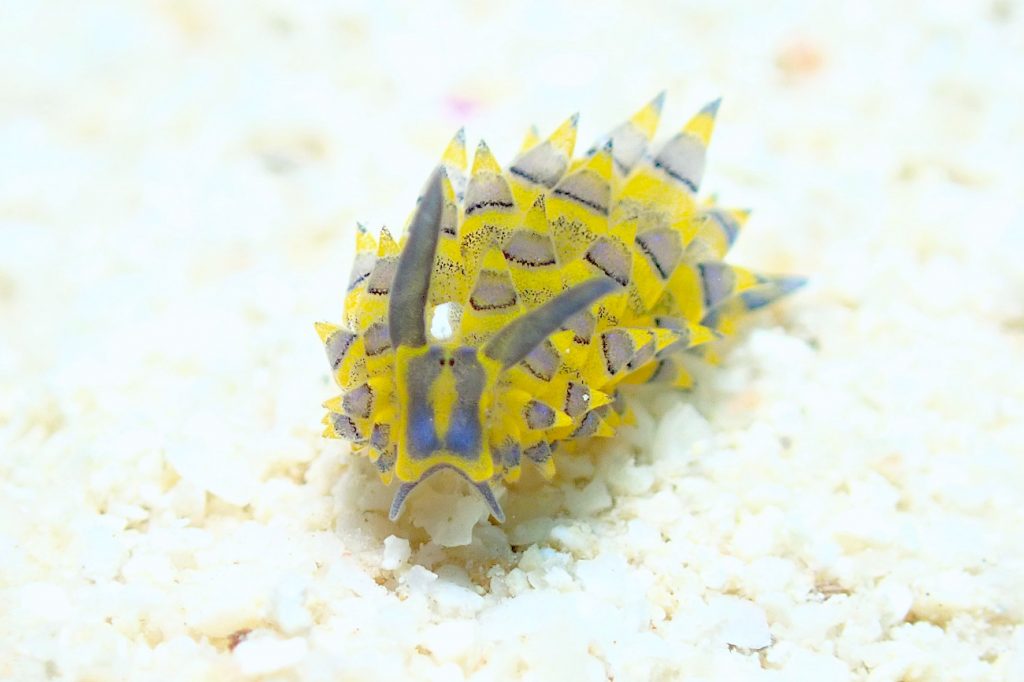 ミナミアオモウミウシ