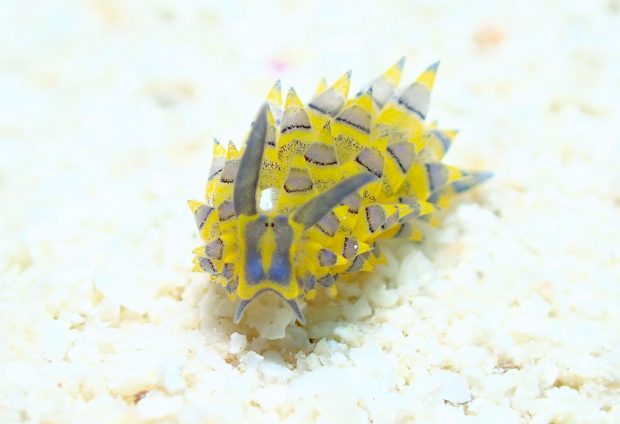 ミナミアオモウミウシ