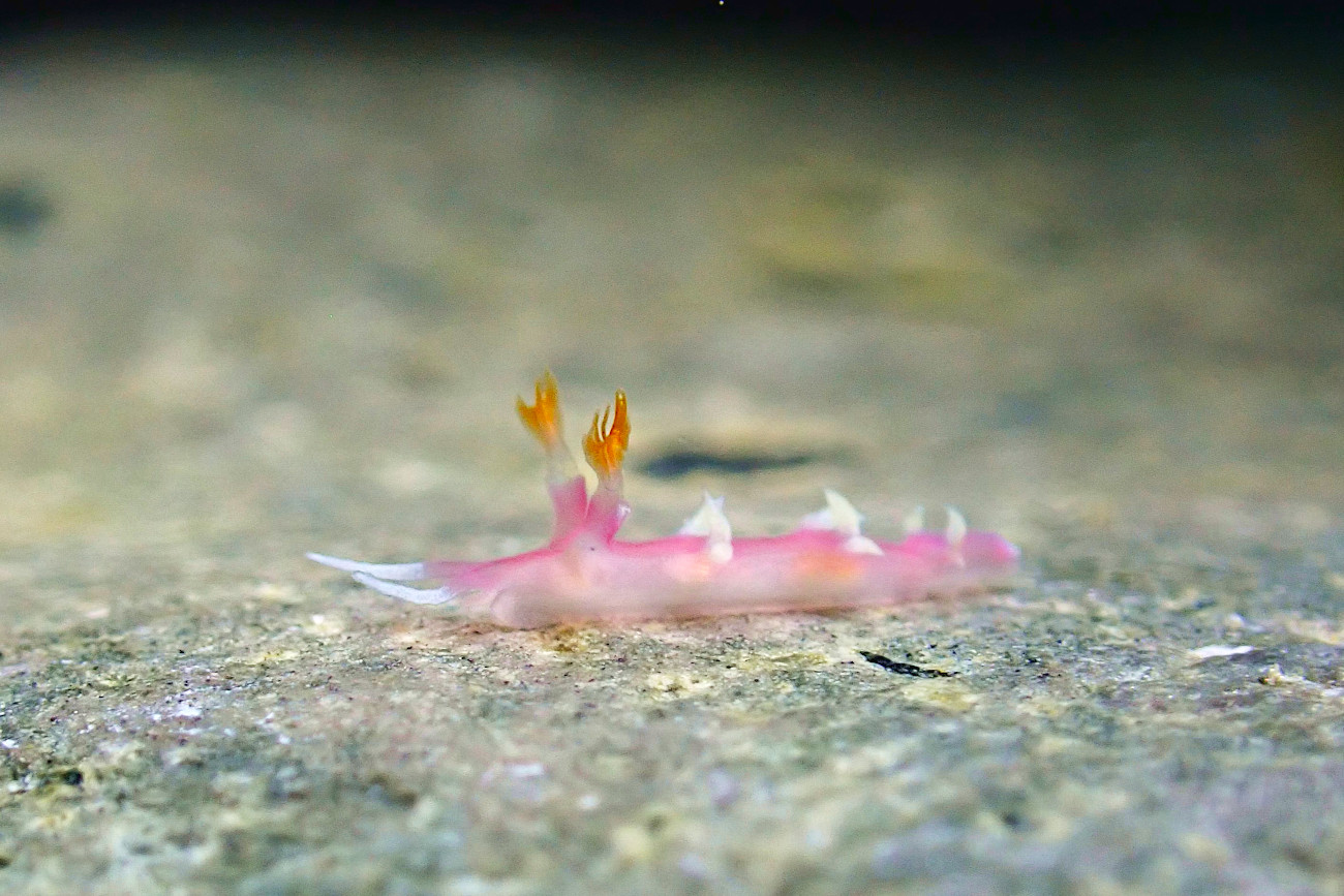 ナンヨウウミウシ