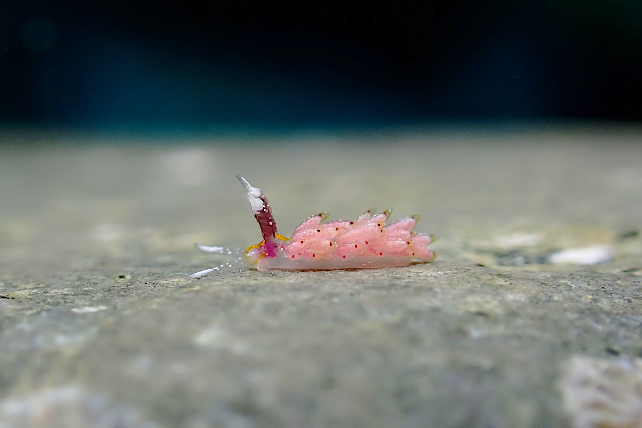 ウツセミミノウミウシ