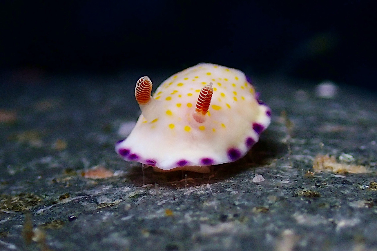 ヒメコモンウミウシ