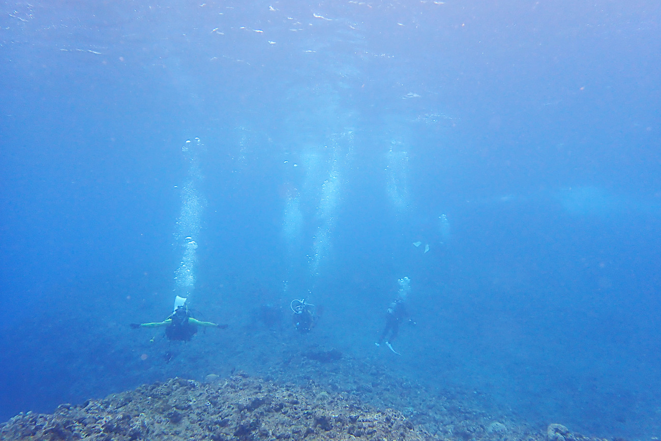 本日のゲストさん