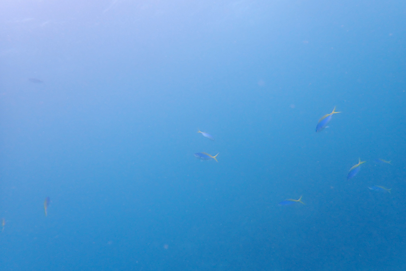 穏やかな水中世界