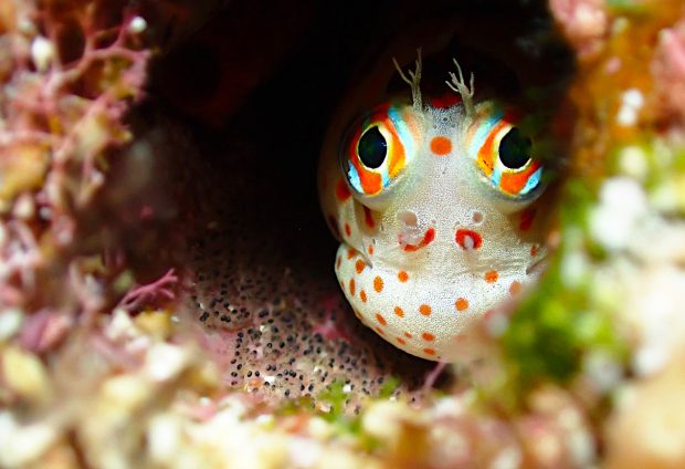 卵を守るモンツキカエルウオ