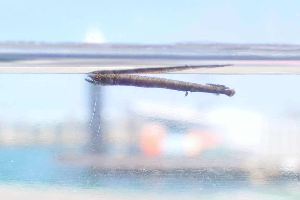 ダツの稚魚