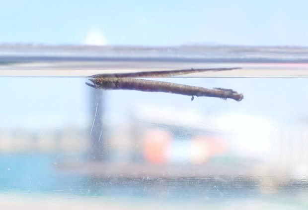 ダツの稚魚