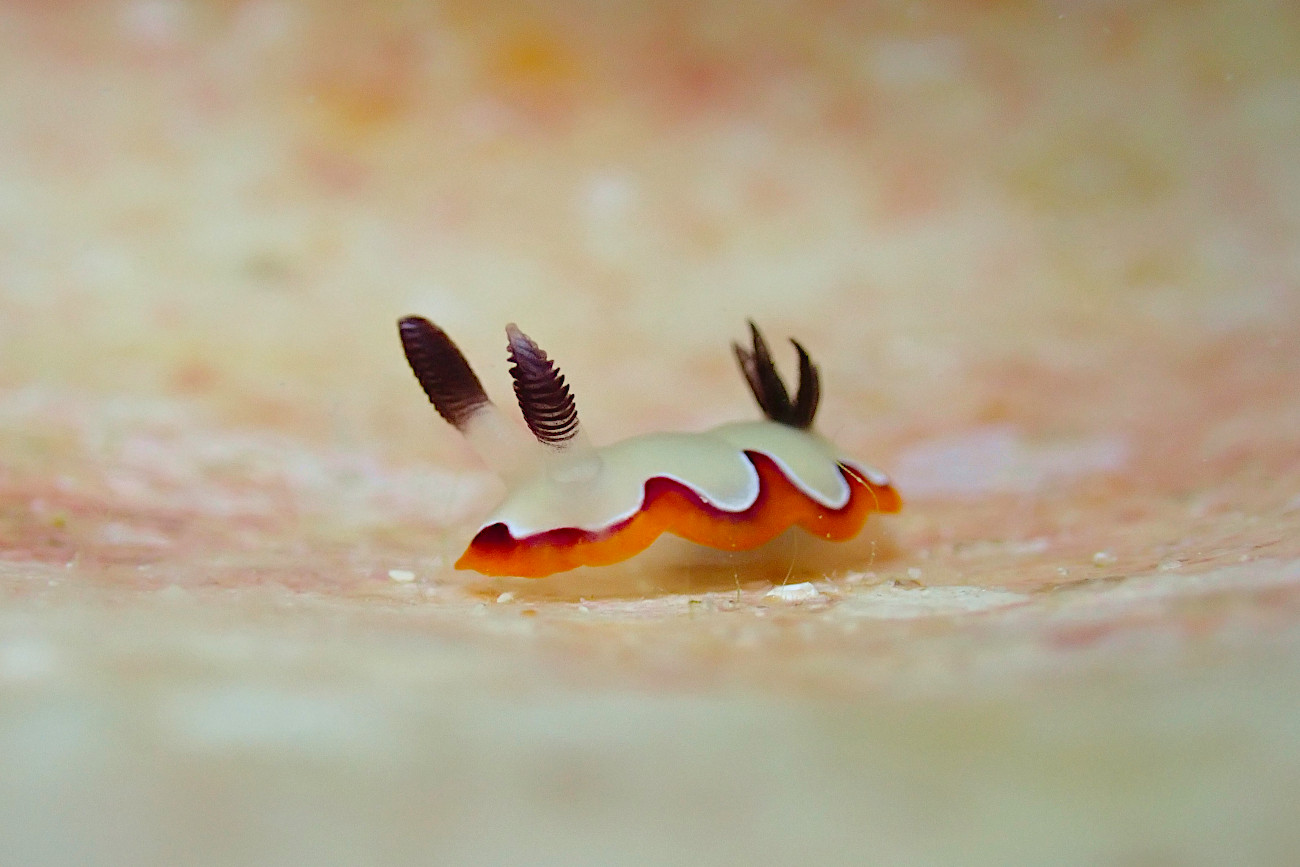 フジナミウミウシ