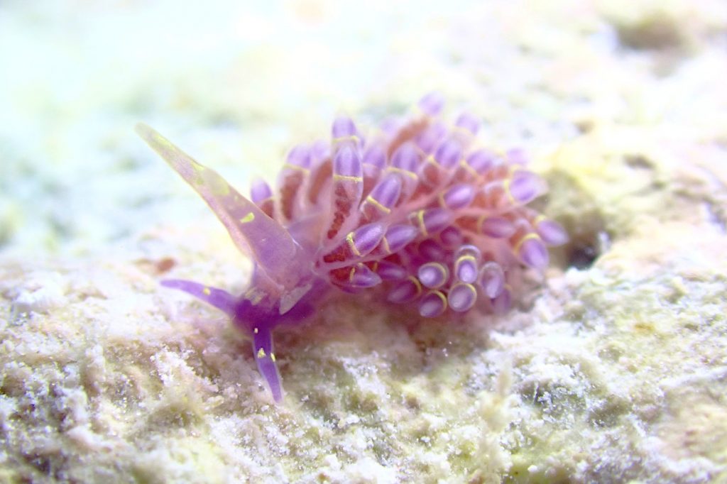 ユビワミノウミウシ属の一種１