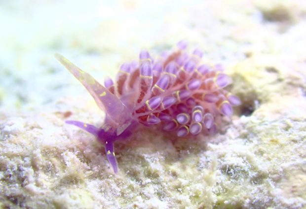 ユビワミノウミウシ属の一種１
