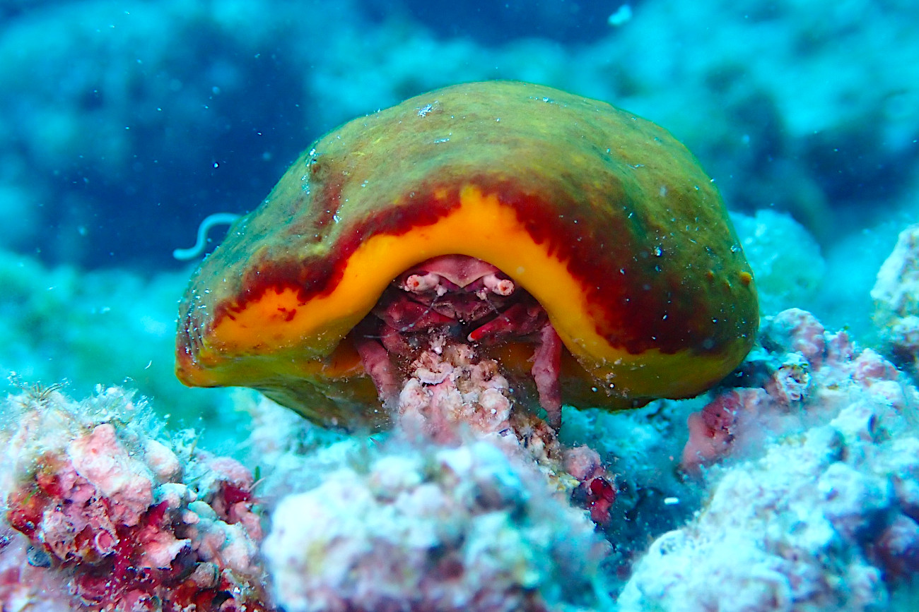 カイカムリの仲間