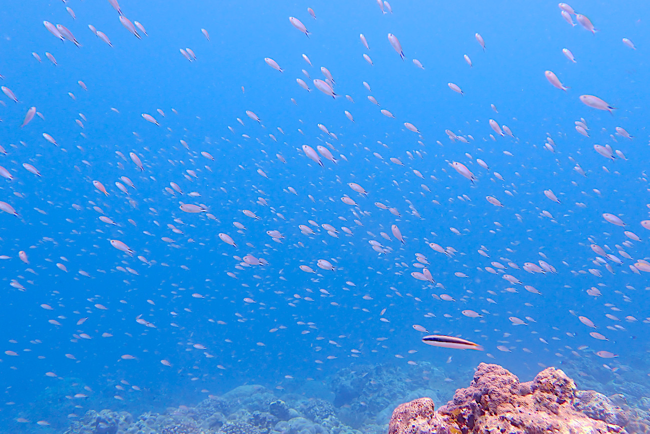 オキナワスズメダイの幼魚