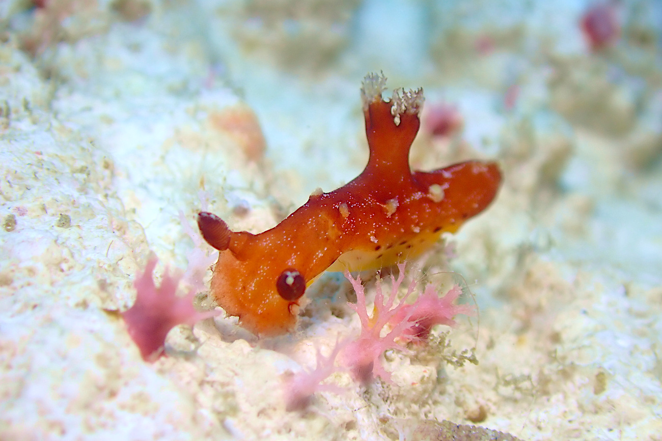 アカネヒカリウミウシ