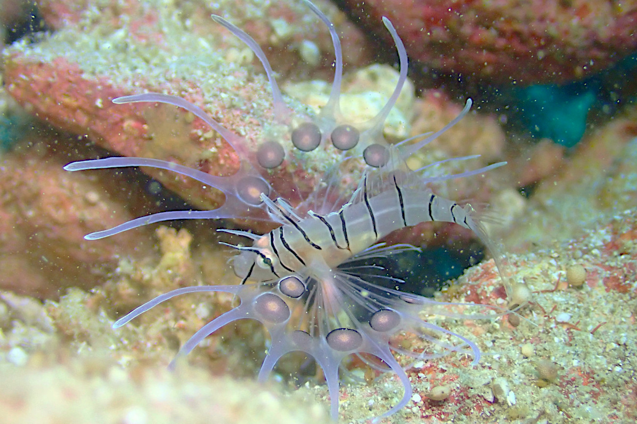 ハナミノカサゴの幼魚