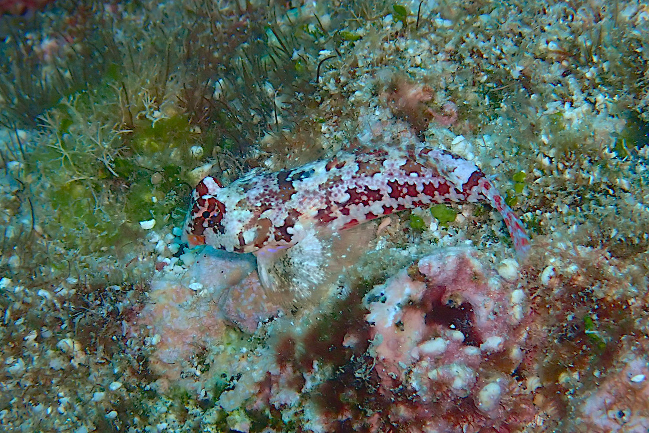 ミヤケテグリの成魚