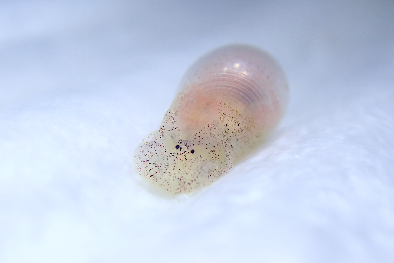コクテンタマゴガイ