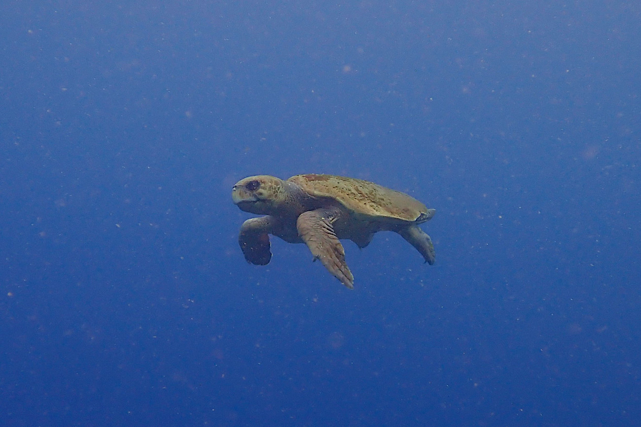 アカウミガメ