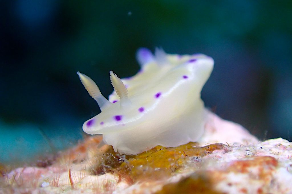 コハクニシキウミウシ