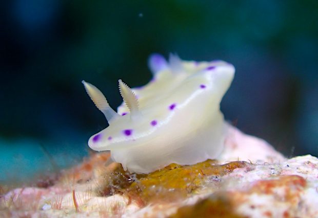 コハクニシキウミウシ