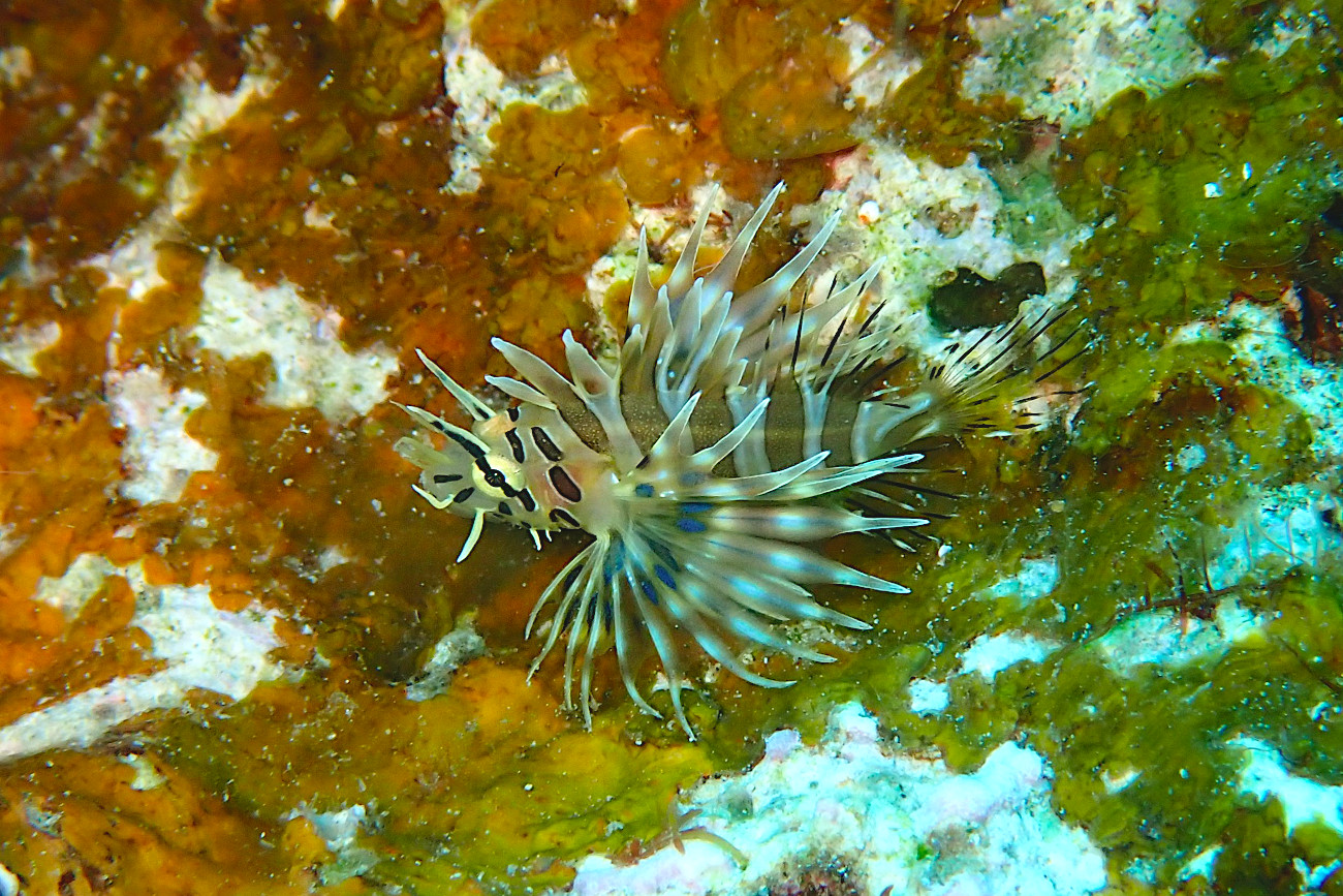 ネッタイミノカサゴの幼魚