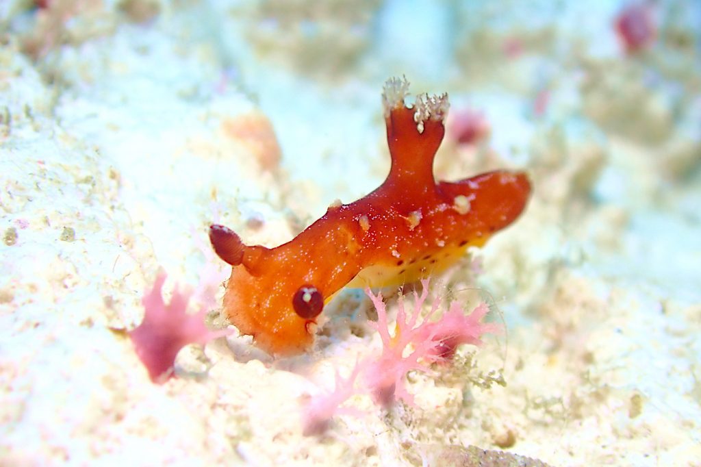 アカネヒカリウミウシ