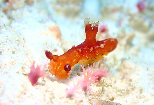 アカネヒカリウミウシ