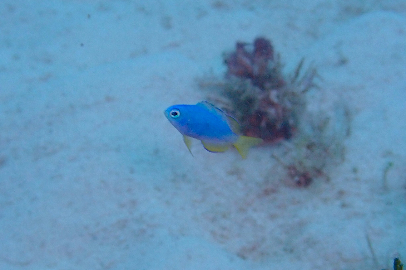 ソラスズメダイの幼魚