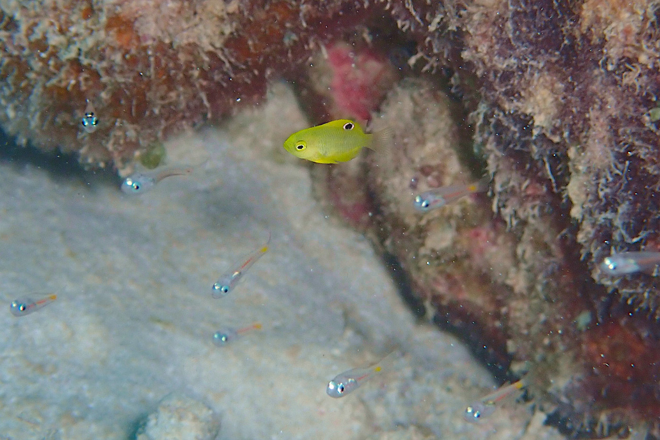 ニセネッタイスズメダイの幼魚