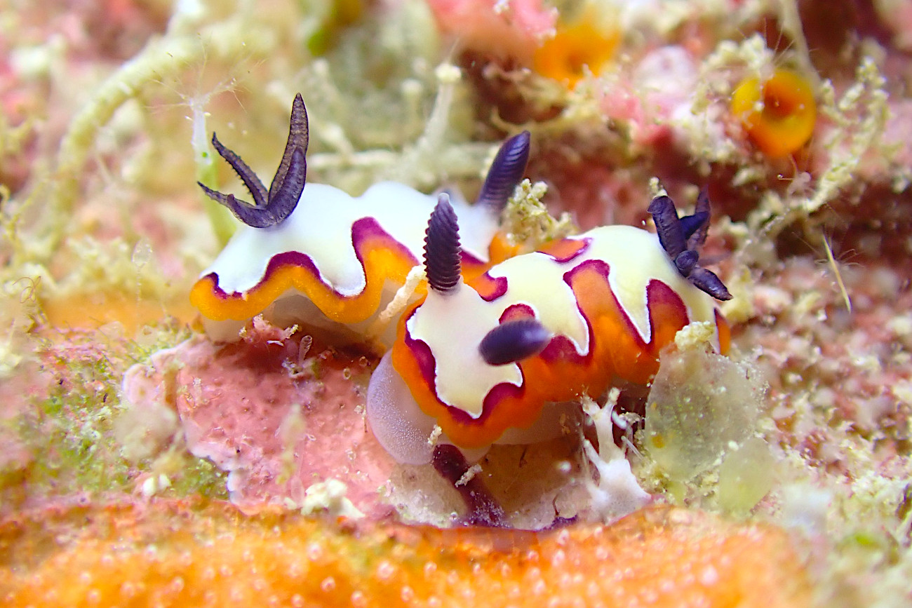 フジナミウミウシ