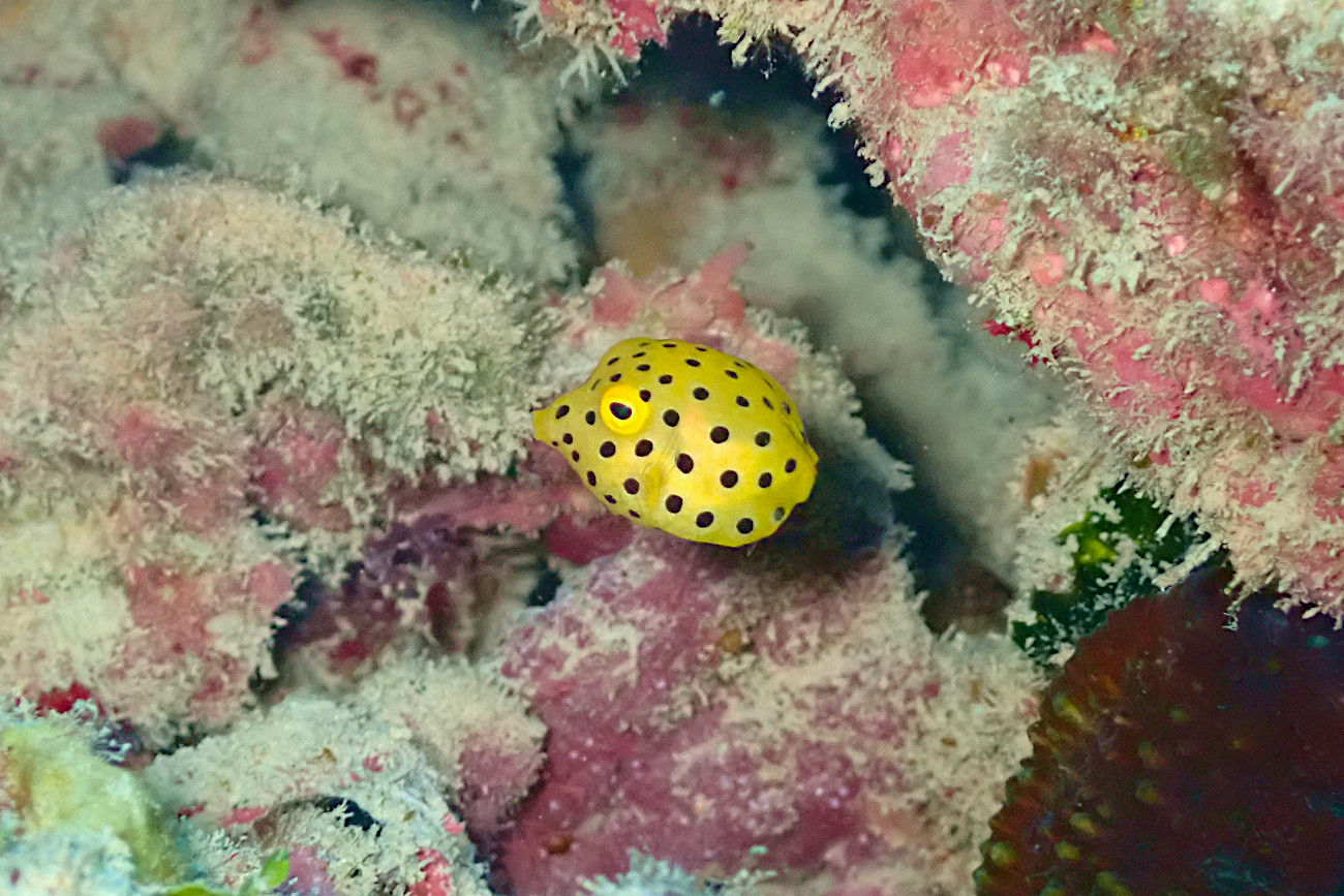ミナミハコフグの幼魚