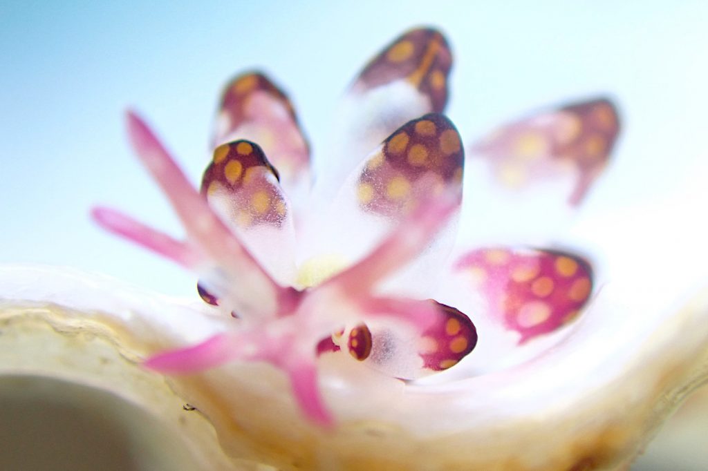 カノコウロコウミウシ
