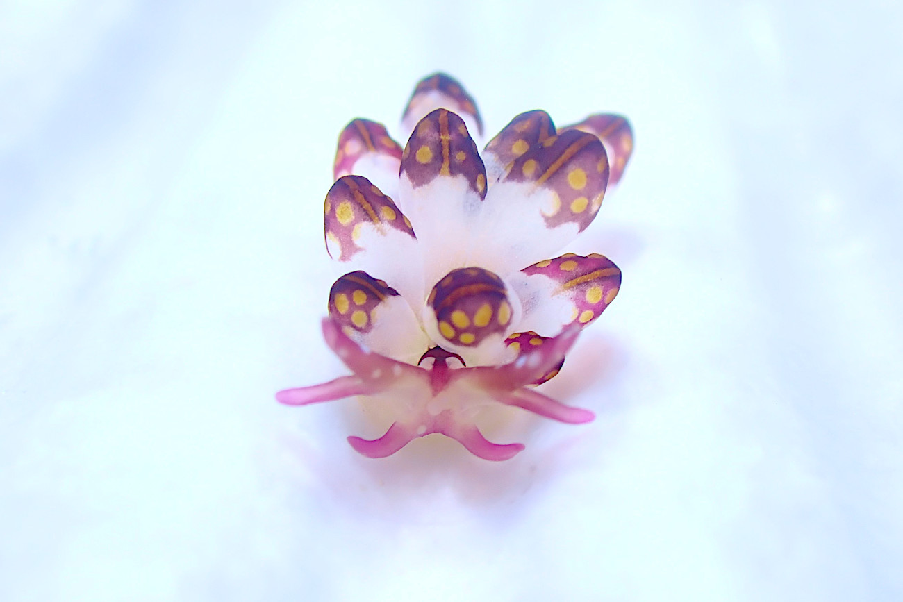 カノコウロコウミウシ