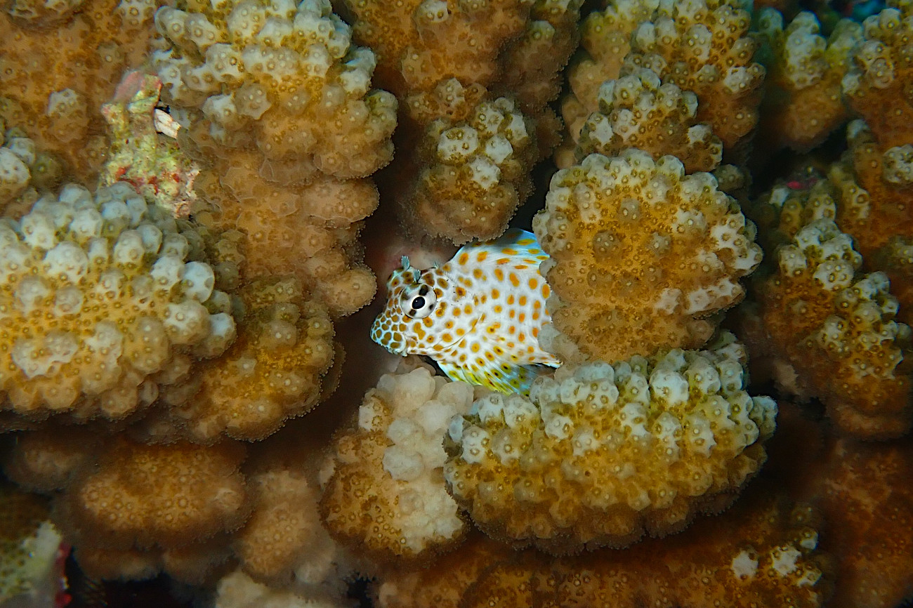 セダカギンポの幼魚