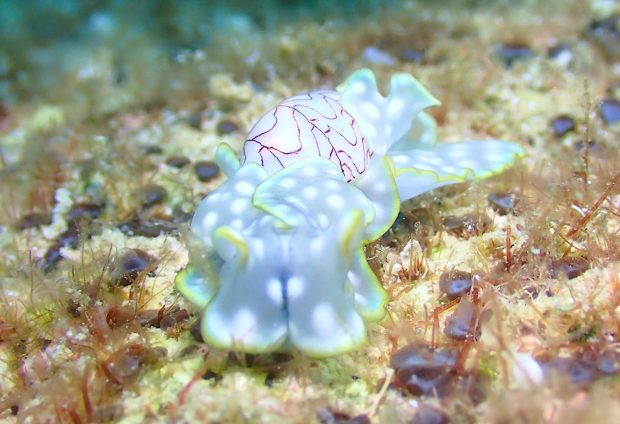ワタユキシボリガイ