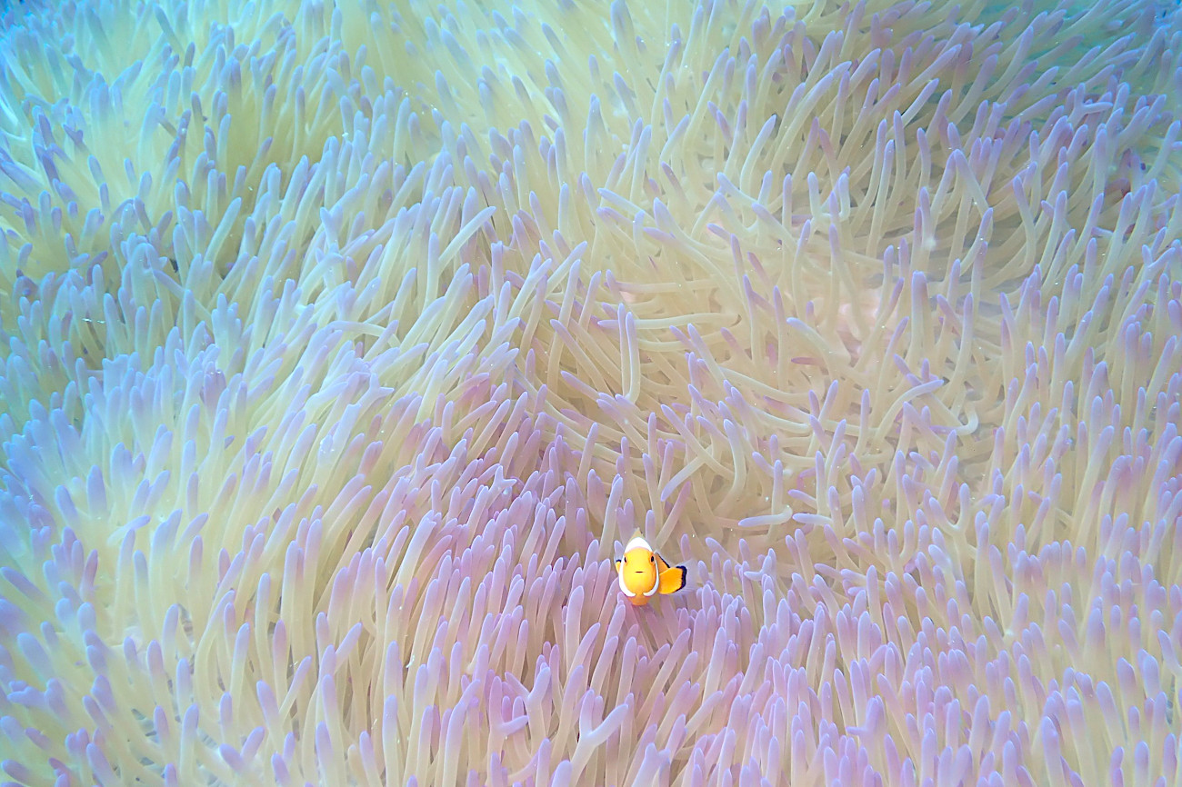 カクレクマノミ